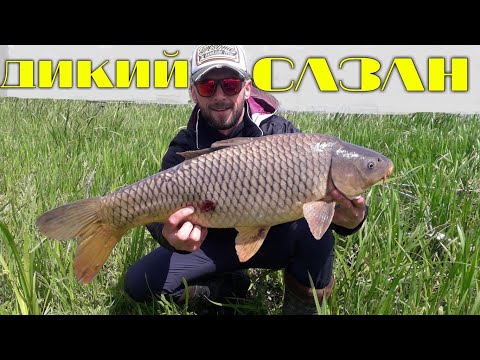 Видео: ТРОФЕЙНЫЙ КАРП НА МАКУШАТНИК. Монтаж петля и монтаж клипса. Дикий сазан.