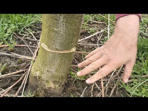 Видео: Радикальне обмеження росту Фуджі на підщепі ММ 106