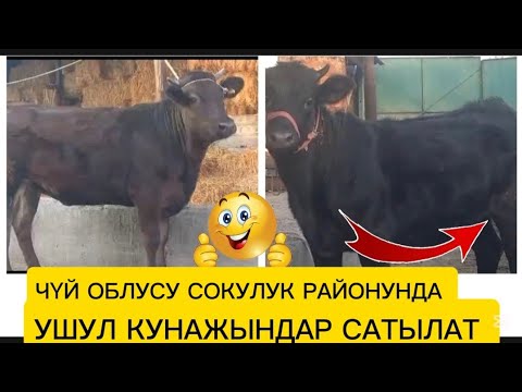 Видео: ШВИЦ УЙЛАР КУНАЖЫН САТУУГА ЧЫКТЫ КӨРҮҢҮЗ ЧҮЙ ОБЛУСУ СОКУЛУК РАЙОНУНДА ДОСТАВКА БАР ✅