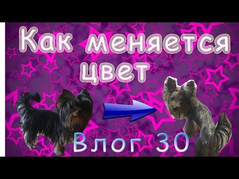 Видео: Шерсть меняет цвет... От какого до какого?