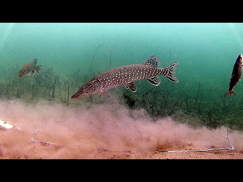 Видео: Моя ОШИБКА при ловле ЩУКИ! Что происходит под ВОДОЙ. Подводная съёмка.