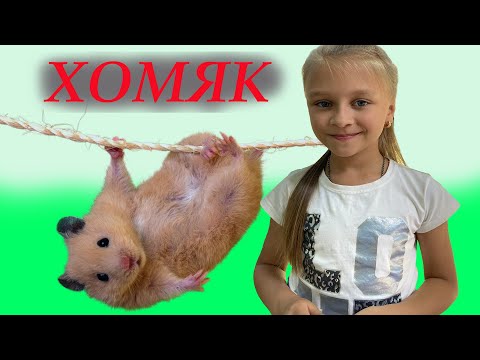 Видео: НОВЫЙ ПИТОМЕЦ! подарок от друзей. джунгарский хомяк