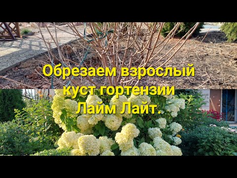 Видео: Обрезка куста гортензии Лайм Лайт.Кусту 10лет.