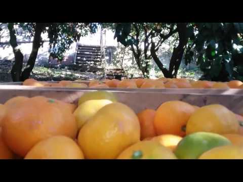 Видео: СБОР И СОРТИРОВКА МАНДАРИН В АБХАЗИИ 2016