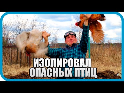 Видео: Делаю загон для птицы. Теперь всё под контролем...