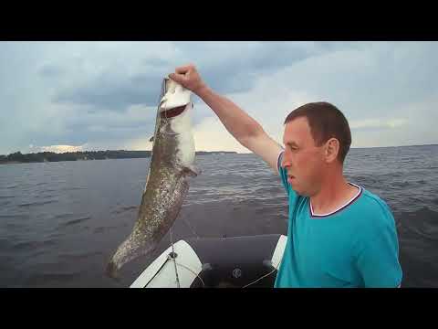 Видео: Сом на квок, горьковское водохранилище