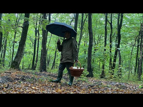 Видео: Море білих грибів! По шість 6️⃣ кожне місце по шість 6️⃣ білячків. Чудо а не Грибалка. Дощ Ліс 🌳гриб