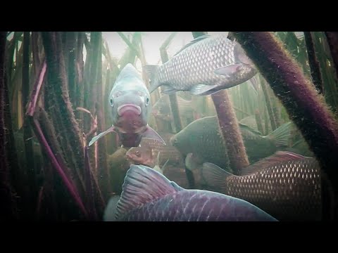 Видео: Знайшли Тону Карася під Кригою