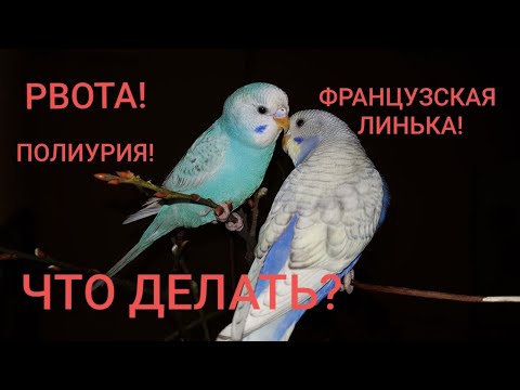 Видео: ЧТО ДЕЛАТЬ, ЕСЛИ У ПОПУГАЯ РВОТА ИЛИ ПОЛИУРИЯ. ЧТО ТАКОЕ ФРАНЦУЗСКАЯ ЛИНЬКА.ДИСПАНСЕРИЗАЦИЯ ПОПУГАЕВ