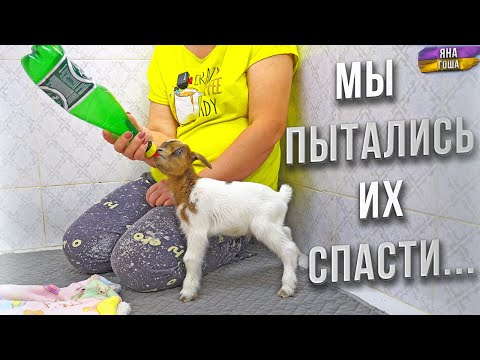 Видео: КОЗЛЯТ БЫЛО НЕ СПАСТИ!😱Мы ВИНОВАТЫ! Не хватило ОПЫТА. Сложная ситуация! Стоить ли винить себя?