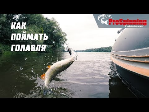 Видео: ДЕСНА! НА ПОИСКИ ГОЛАВЛЯ! Kolibri 300DL как собрать лодку со сланью книжка