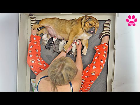 Видео: Один щенок УШЕЛ НА РАДУГУ и мы НЕ ЗНАЕМ почему...