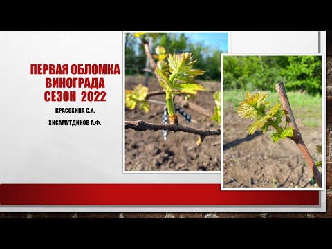 Видео: Первая обломка винограда, сезон 2022