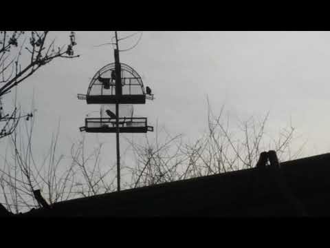 Видео: Ловля чечетки. Самка чечетки.