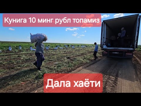 Видео: Волгоград поля хаёти #xorazm #toshkent #namangan #волгоград #buxoro #musofir #qarshi #navoi