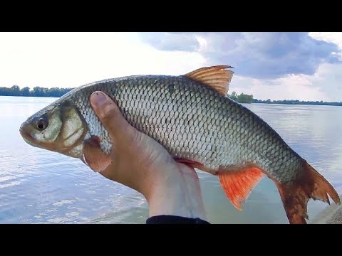 Видео: Расставил ДОНКИ на реке! Кто клюнет ТУТ? Это язь? Рыбалка 2022