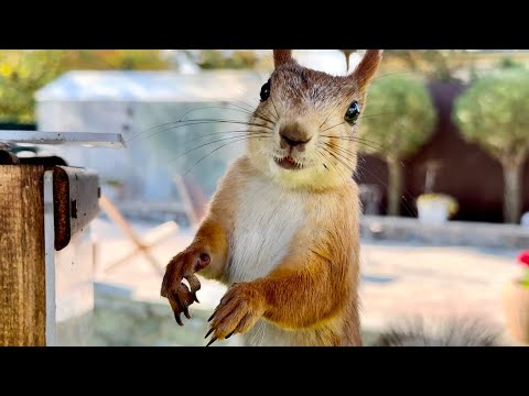 Видео: Busy Siberian Squirrels.Суетливые сибирские белки.