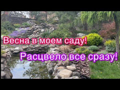 Видео: Обзор сада,цветет все сразу!понемногу о каждом из растений