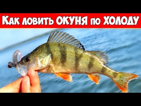 Видео: Как ловить ОКУНЯ по ХОЛОДНОЙ ВОДЕ - разговоры о рыбалке по душам
