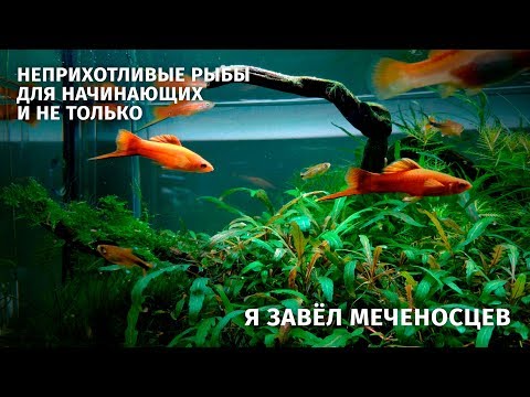 Видео: Меченосец. Содержание, кормление, разведение, размножение. Часть 1