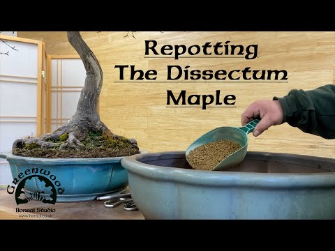 Видео: Пересадка клёна рассечённого – бонсай из гринвуда