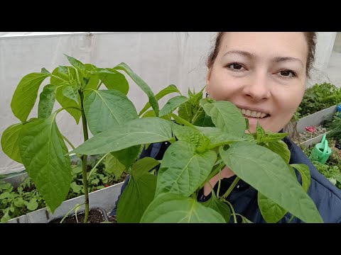 Видео: СЕЯТЬ РАССАДУ БУДУ ПО ГРАФИКУ | МОЙ ПОСЕВНОЙ КАЛЕНДАРЬ