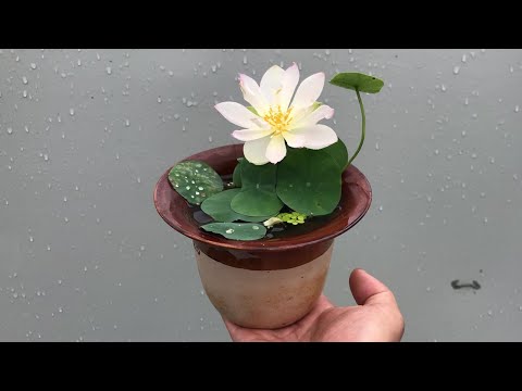 Видео: Как вырастить микролотос дома. Легко для новичков.