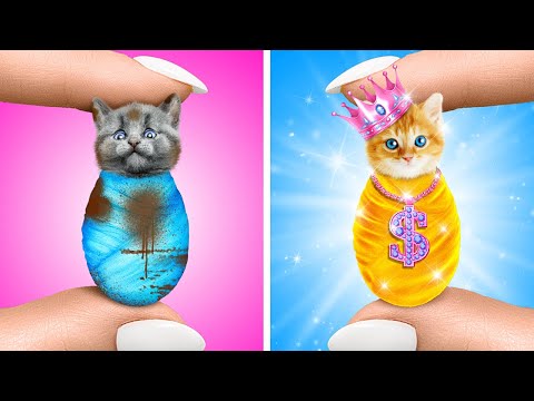 Видео: Бродячему коту нужна помощь 😥Потрясающие трюки с питомцами