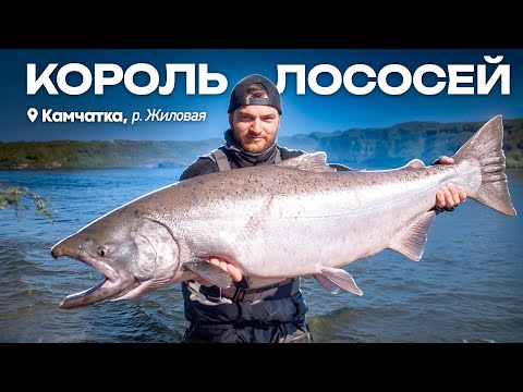 Видео: | Рыбалка на Чавычу | Полное руководство Как поймать эту Рыбу | р.Жиловая 2024 |
