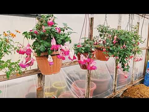 Видео: #ПОДГОТОВКА ФУКСИИ К ЗИМОВКЕ#