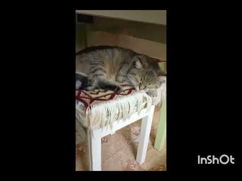 Видео: Продолжение о Мурке.🐱 Кто там спит ? История с работы.  Три 🐈