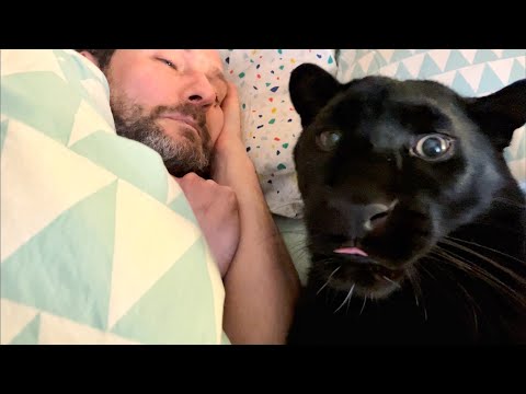 Видео: Пантера Луна сильно соскучилась по Вове 😅