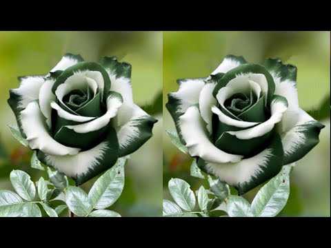 Видео: Как сделать розы из полиэтиленовых пакетов - идеи цветочных поделок