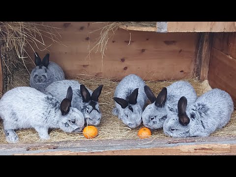 Видео: ОСМОТР КРОЛЬЧАТ ПО ПОЛУ🐰 САМЦЫ И САМКИ🐰 БОЛЬШОЕ СВЕТЛОЕ СЕРЕБРО🐰