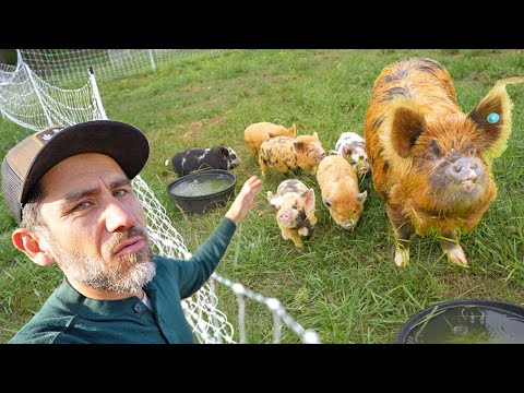 Видео: Планы для поросят породы Кунэ