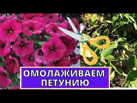 Видео: ПЕТУНИЯ как продлить цветение. Омолаживающая обрезка