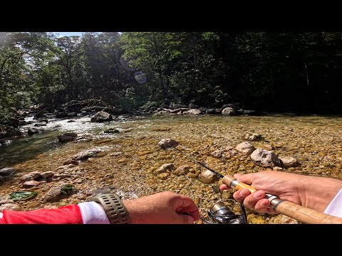 Видео: Ручьевая форель в начале октября на горных реках Кавказа.