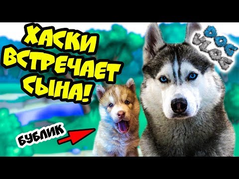 Видео: DOGVLOG: ХАСКИ ВСТРЕЧАЕТ СЫНА! Поход в собачий приют! Говорящая собака