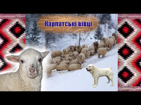 Видео: Карпатські вівці, ягнята