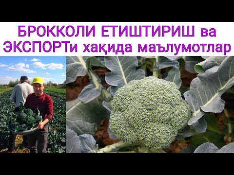 Видео: БРОККОЛИ етиштириш ҳамда ЭКСПОРТи хақида маълумотлар