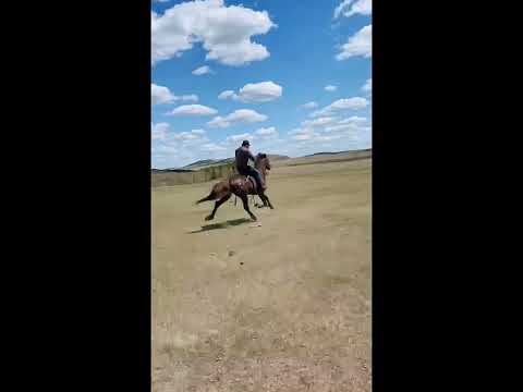 Видео: ат баптау, жылқы ат сыны ат баптау жылқы сыны жұйрік жылқы