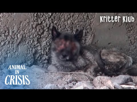 Видео: Несчастный Случай Или Преступление? Лицо собаки и глаза расплавили животное в кризис EP 344
