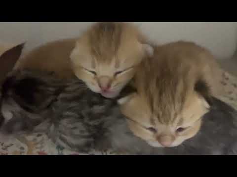 Видео: Первое мурчание Гуфика младшего 😊