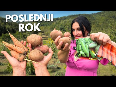 Видео: Последний срок посева картофеля, моркови, кабачков и гороха