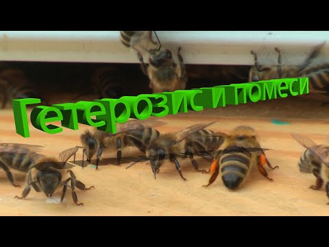 Видео: Профессор Кашковский: Влияние гетерозиса на помеси