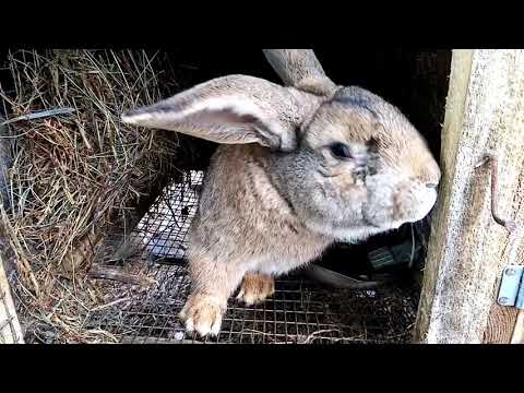 Видео: Разведение кроликов. Окролы крольчих.  Время охоты самок.
