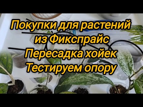 Видео: Покупки для растений из Фикспрайс. Пересадка хойек. Тестируем опору