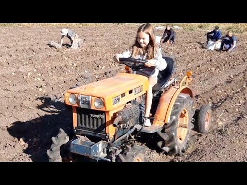 Видео: //Веруська трактористка,ищем то,что спрятали весной//Командная работа копаем картошку//Команда🐖❤//