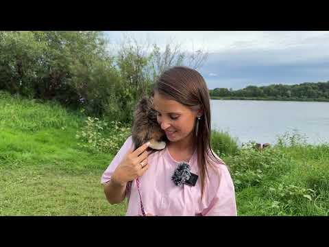 Видео: ПАРИМСЯ НА ОКЕ В ПОХОДНОЙ БАНЕ // ВЗЯЛИ КОШКУ, А ОНА СБЕЖАЛА!