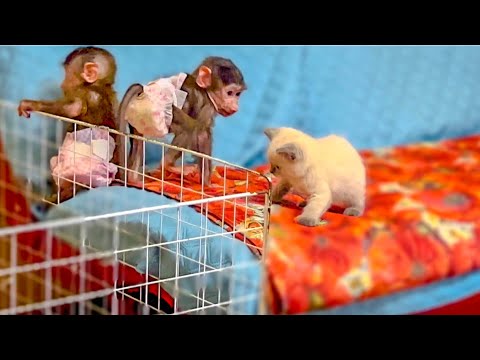 Видео: Степашка и Маня снова ГОТОВЯТСЯ к ПОБЕГУ, но по-моему пытаются еще и организовать банду)))